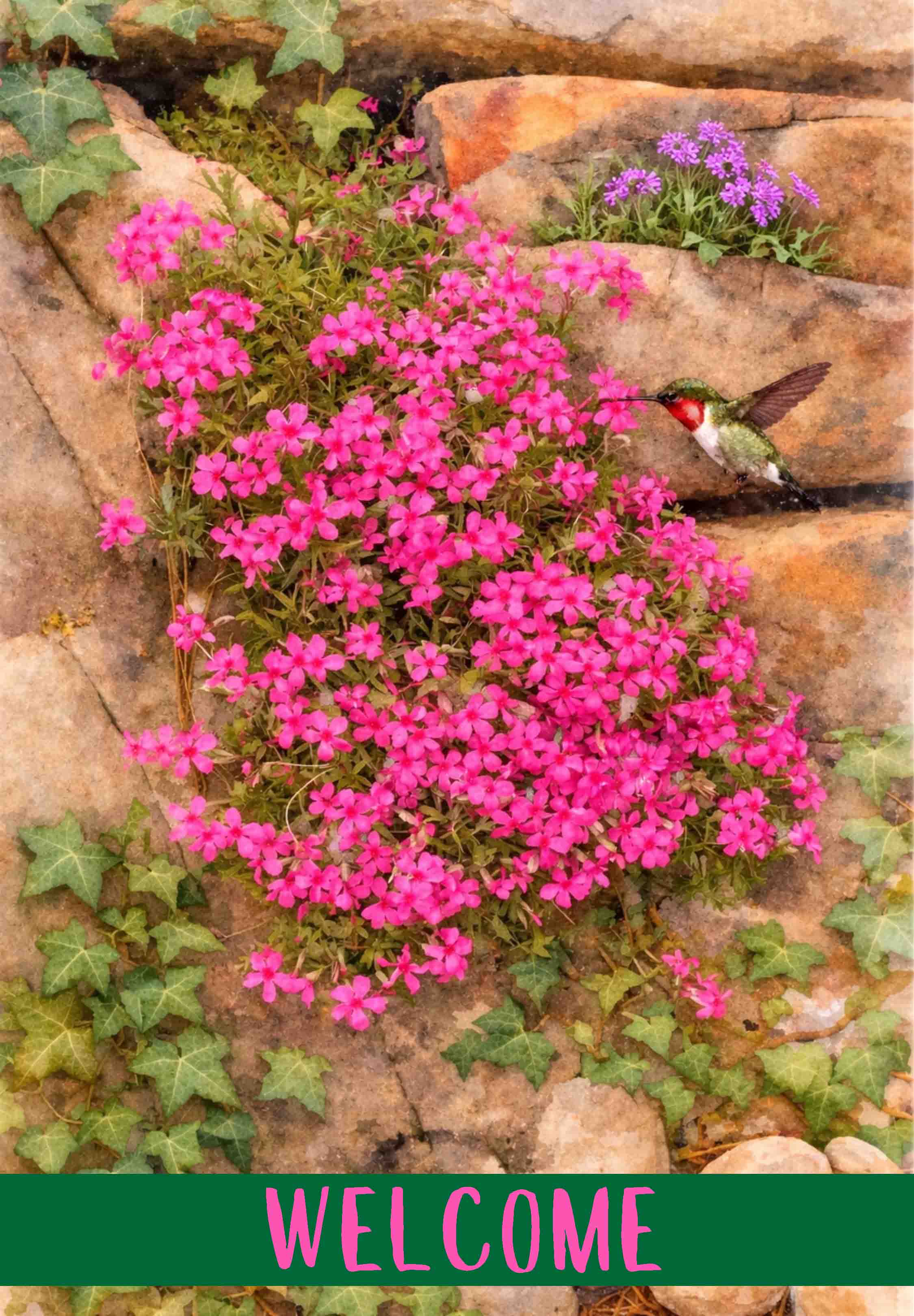 CREEPING PHLOX AND IVY