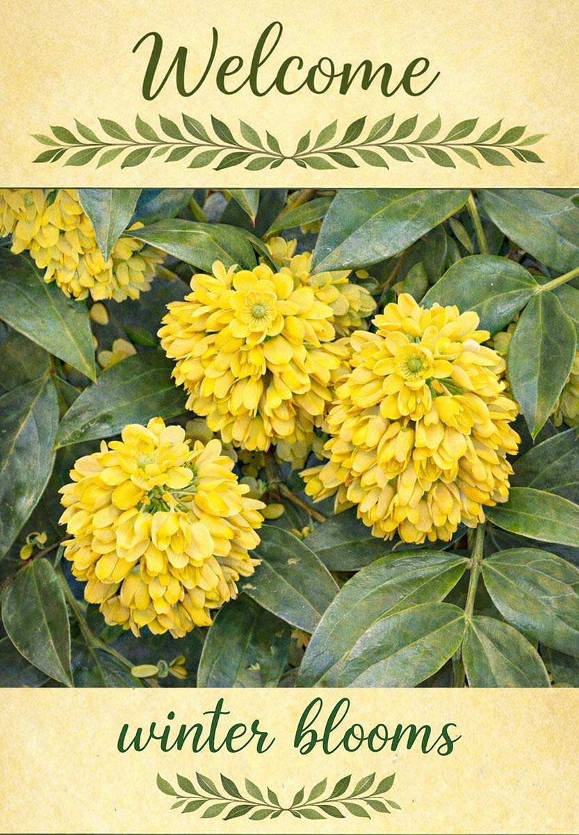 WINTER BLOOMS